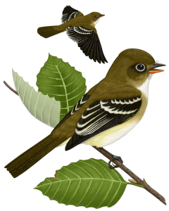 Sparrow PNG-20148